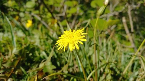 Common Dandelion, Leontodon tuberosus,Hawkbit or Taraxacum erythrospermum Stock Photos