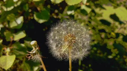 Common Dandelion, Leontodon tuberosus,Hawkbit or Taraxacum erythrospermum Stock Photos