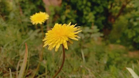 Common Dandelion, Leontodon tuberosus,Hawkbit or Taraxacum erythrospermum Stock Photos