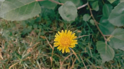 Common Dandelion, Leontodon tuberosus,Hawkbit or Taraxacum erythrospermum Stock Photos