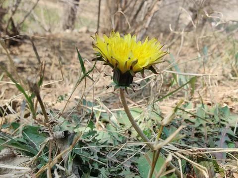 Common Dandelion, Leontodon tuberosus,Hawkbit or Taraxacum erythrospermum Stock Photos