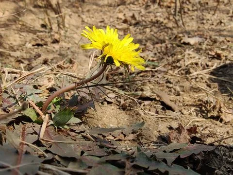 Common Dandelion, Leontodon tuberosus,Hawkbit or Taraxacum erythrospermum Stock Photos