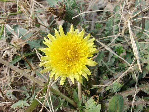 Common Dandelion, Leontodon tuberosus,Hawkbit or Taraxacum erythrospermum Stock Photos
