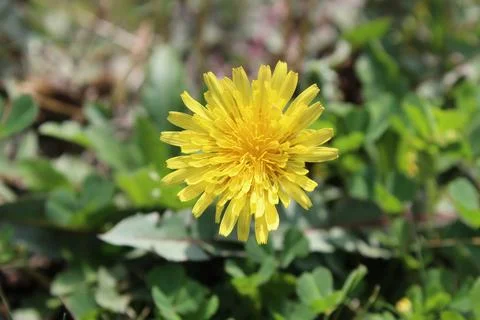 Common Dandelion, Leontodon tuberosus,Hawkbit or Taraxacum erythrospermum Stock Photos