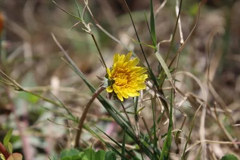 Common Dandelion, Leontodon tuberosus,Hawkbit or Taraxacum erythrospermum Stock Photos