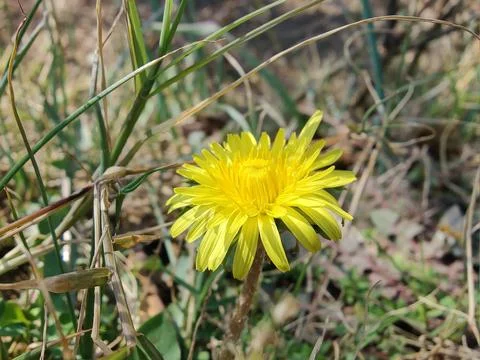 Common Dandelion, Leontodon tuberosus,Hawkbit or Taraxacum erythrospermum Stock Photos