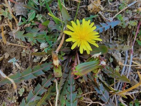 Common Dandelion, Leontodon tuberosus,Hawkbit or Taraxacum erythrospermum Stock Photos