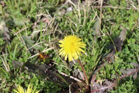 Common Dandelion, Leontodon tuberosus,Hawkbit or Taraxacum erythrospermum Stock Photos