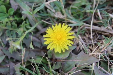 Common Dandelion, Leontodon tuberosus,Hawkbit or Taraxacum erythrospermum Stock Photos