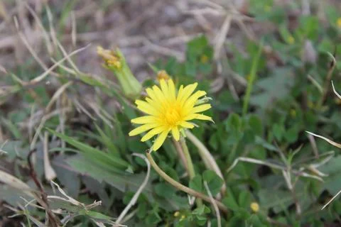 Common Dandelion, Leontodon tuberosus,Hawkbit or Taraxacum erythrospermum Stock Photos
