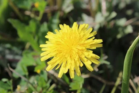 Common Dandelion, Leontodon tuberosus,Hawkbit or Taraxacum erythrospermum Stock Photos