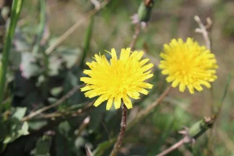 Common Dandelion, Leontodon tuberosus,Hawkbit or Taraxacum erythrospermum Stock Photos
