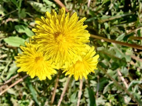 Common Dandelion, Leontodon tuberosus,Hawkbit or Taraxacum erythrospermum Stock Photos