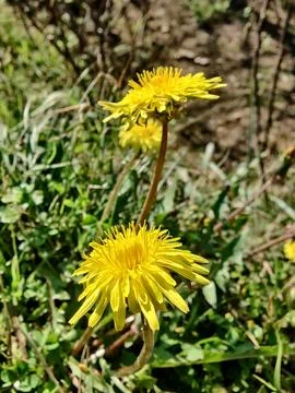 Common Dandelion, Leontodon tuberosus,Hawkbit or Taraxacum erythrospermum Stock Photos