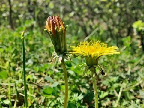 Common Dandelion, Leontodon tuberosus,Hawkbit or Taraxacum erythrospermum Stock Photos
