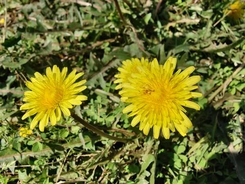 Common Dandelion, Leontodon tuberosus,Hawkbit or Taraxacum erythrospermum Stock Photos
