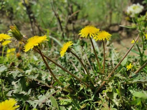 Common Dandelion, Leontodon tuberosus,Hawkbit or Taraxacum erythrospermum Stock Photos