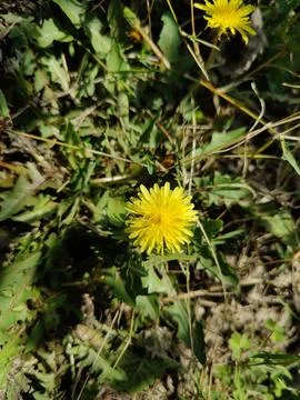 Common Dandelion, Leontodon tuberosus,Hawkbit or Taraxacum erythrospermum Stock Photos