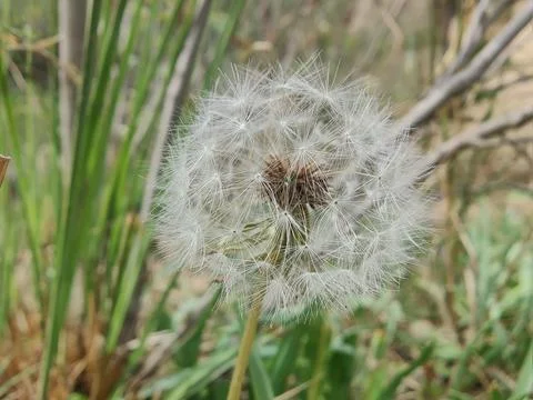 Common Dandelion, Leontodon tuberosus,Hawkbit or Taraxacum erythrospermum Stock Photos