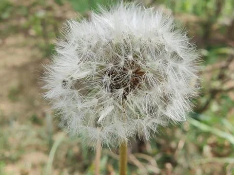 Common Dandelion, Leontodon tuberosus,Hawkbit or Taraxacum erythrospermum Stock Photos