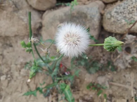 Common Dandelion, Leontodon tuberosus,Hawkbit or Taraxacum erythrospermum Stock Photos
