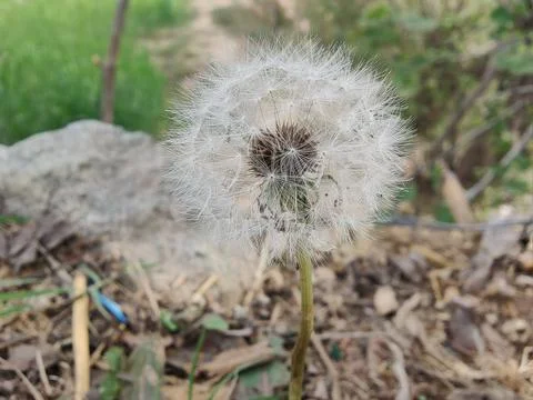 Common Dandelion, Leontodon tuberosus,Hawkbit or Taraxacum erythrospermum Stock Photos