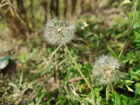 Common Dandelion, Leontodon tuberosus,Hawkbit or Taraxacum erythrospermum Stock Photos