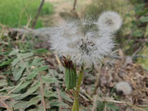 Common Dandelion, Leontodon tuberosus,Hawkbit or Taraxacum erythrospermum Stock Photos