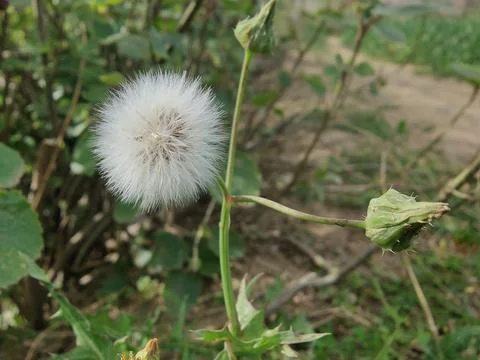 Common Dandelion, Leontodon tuberosus,Hawkbit or Taraxacum erythrospermum Stock Photos
