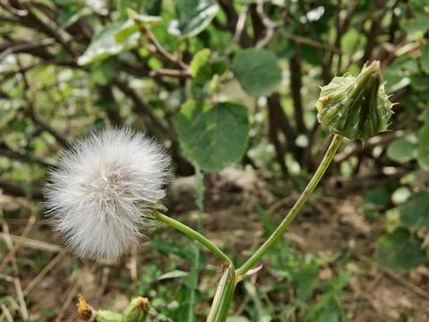 Common Dandelion, Leontodon tuberosus,Hawkbit or Taraxacum erythrospermum Stock Photos