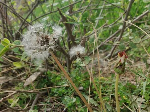 Common Dandelion, Leontodon tuberosus,Hawkbit or Taraxacum erythrospermum Stock Photos