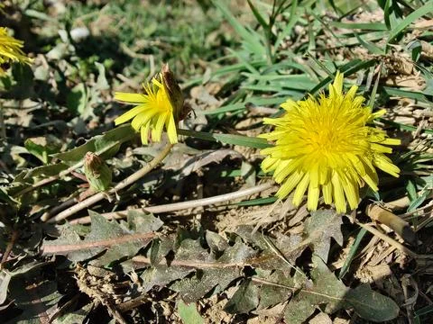Common Dandelion, Leontodon tuberosus,Hawkbit or Taraxacum erythrospermum Stock Photos
