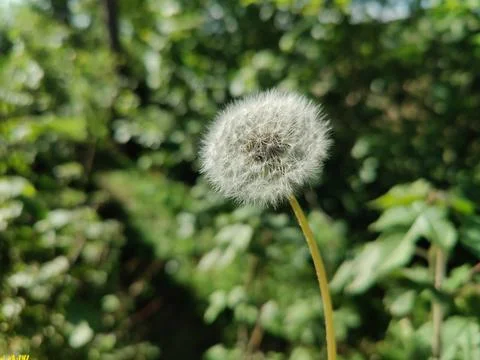 Common Dandelion, Leontodon tuberosus,Hawkbit or Taraxacum erythrospermum Stock Photos