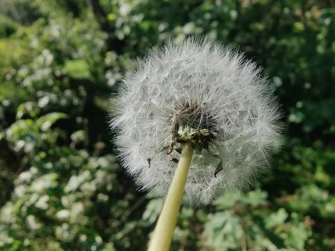Common Dandelion, Leontodon tuberosus,Hawkbit or Taraxacum erythrospermum Stock Photos