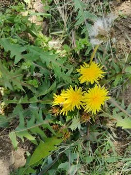 Common Dandelion, Leontodon tuberosus,Hawkbit or Taraxacum erythrospermum Stock Photos