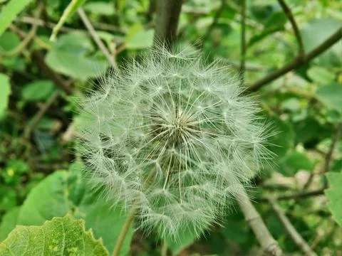 Common Dandelion, Leontodon tuberosus,Hawkbit or Taraxacum erythrospermum Stock Photos