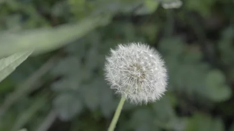 Common dandelion in a meadow Stock Footage 252561611