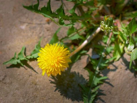 Common dandelion Stock Photos