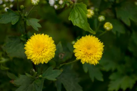 Common Dandelion Stock Photos