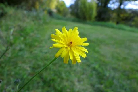 Common Dandelion. Stock Photos