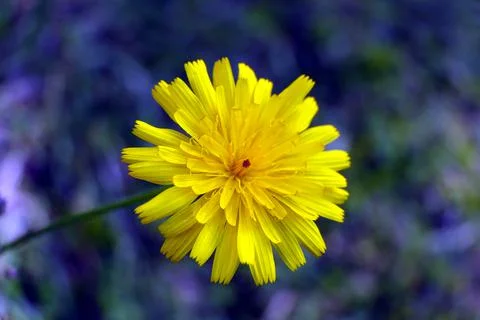 Common Dandelion. Stock Photos