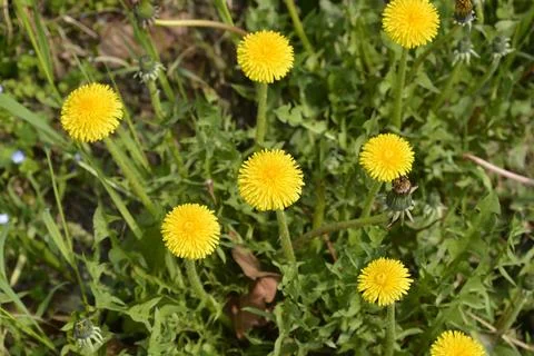 Common dandelion Stock Photos