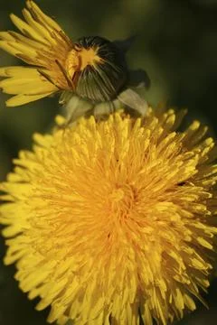 Common dandelion Foto stock