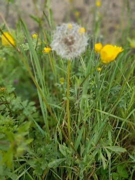 Common dandelion Stock Photos