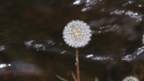 Common Dandelion seed head moving in the breeze, UK Stock Footage 312610857