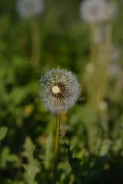 Common dandelion seed head. Stock Photos