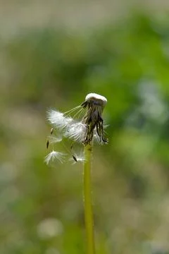 Common dandelion seed head. Stock Photos