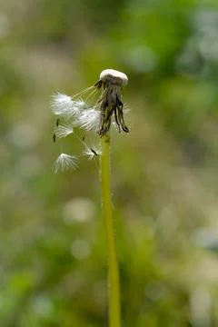 Common dandelion seed head. Stock Photos