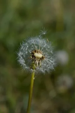 Common dandelion seed head. Stock Photos