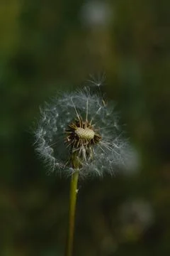 Common dandelion seed head. Foto stock